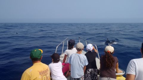 Observación de cetáceos en la costa de Los Gigantes Tenerife