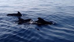 Grupo de 3 ballenas piloto surcando el mar azul