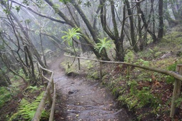 Tramo de sendero atravesando el bosque de laurisilva en el Parque Nacional de Garajonay